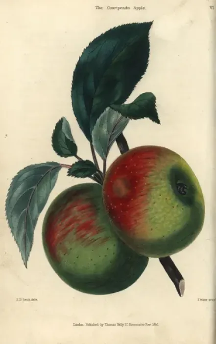 Framed Print : Fruit and leaves of the Courtpendu apple, Malus domestica Framed Print : Fruit and leaves of the Courtpendu apple, Malus domestica