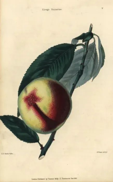 Framed Print : Fruit and leaves of the Elruge nectarine, Prunus persica