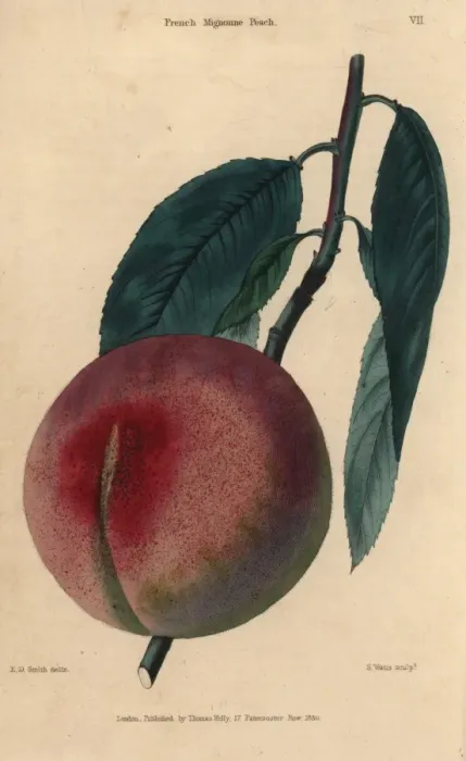 Framed Print : Fruit and leaves of the French Mignonne peach Framed Print : Fruit and leaves of the French Mignonne peach