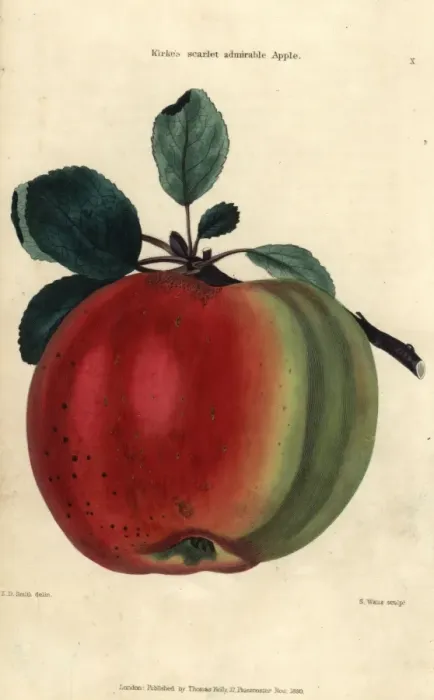 Framed Print : Fruit and leaves of Kirkes scarlet admirable Framed Print : Fruit and leaves of Kirkes scarlet admirable