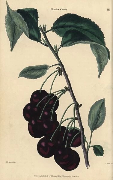 Fruit and leaves of the Morello cherry, Prunus cerasus