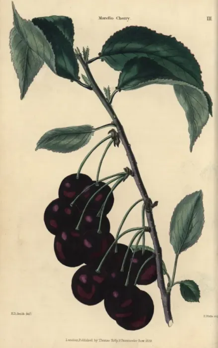 Framed Print : Fruit and leaves of the Morello cherry, Prunus cerasus Framed Print : Fruit and leaves of the Morello cherry, Prunus cerasus