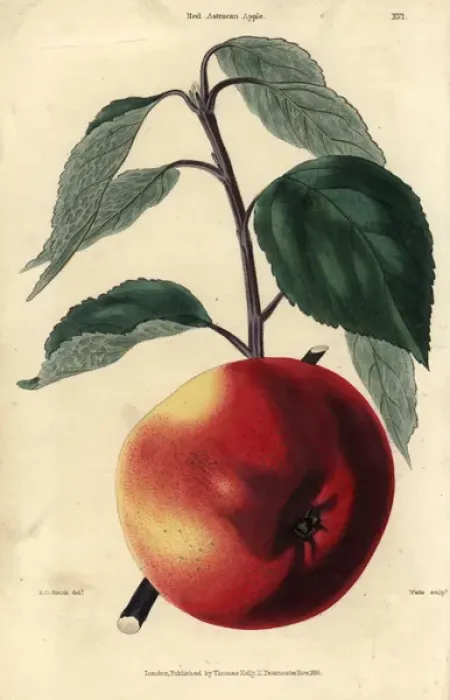 Framed Print : Fruit and leaves of the Red Astracan apple, Malus domestica Framed Print : Fruit and leaves of the Red Astracan apple, Malus domestica