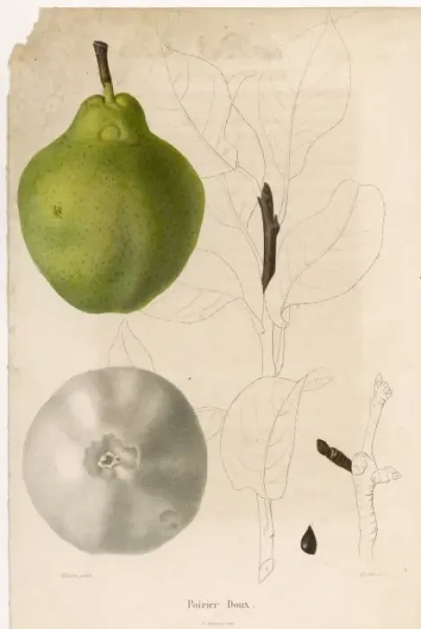Framed Print : FRUIT / PEAR Framed Print : FRUIT / PEAR