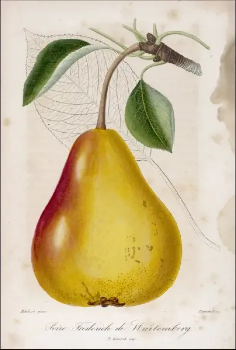 Framed Print : Fruit / Pear C1850 Framed Print : Fruit / Pear C1850