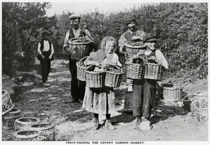 Framed Print : Fruit-picking for Covent Garden market 1909 Framed Print : Fruit-picking for Covent Garden market 1909