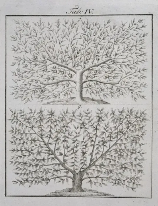 Framed Print : Two fruit trees
