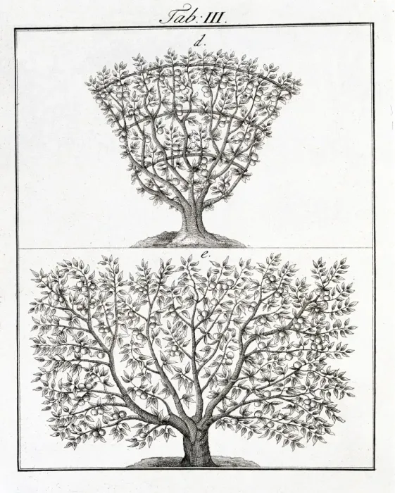Framed Print : Two fruit trees Framed Print : Two fruit trees