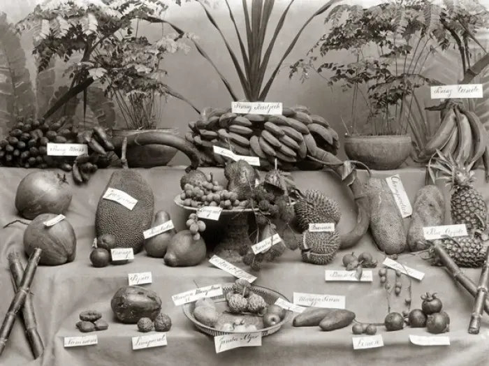 Framed Print : Fruit varieties, probably Singapore, circa 1880s