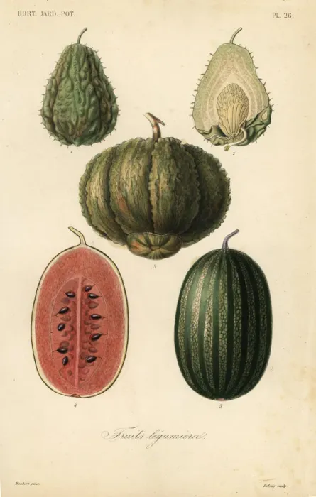 Framed Print : Fruits, fruits legumieres Framed Print : Fruits, fruits legumieres