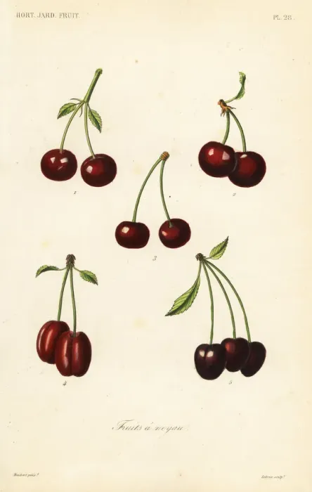 Framed Print : Fruits, Fruits a noyau Framed Print : Fruits, Fruits a noyau
