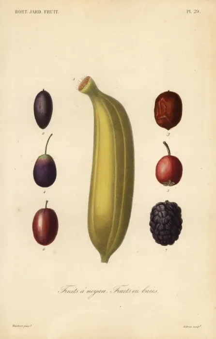 Framed Print : Fruits, Fruits a noyau Framed Print : Fruits, Fruits a noyau