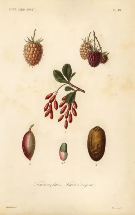 Framed Print : Fruits, nuts and berries, fruits en baies, fruits a noyau Framed Print : Fruits, nuts and berries, fruits en baies, fruits a noyau