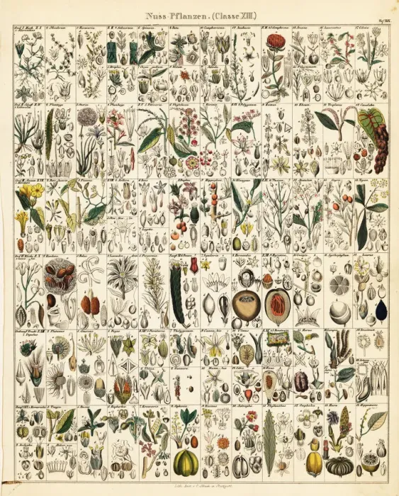 Framed Print : Fruits, nuts and seeds Framed Print : Fruits, nuts and seeds