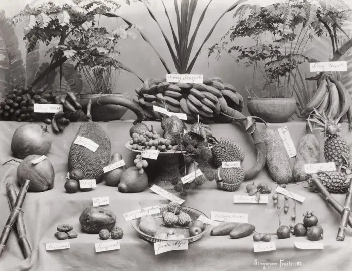 Framed Print : Fruits of Singapore, laid out and labelled Framed Print : Fruits of Singapore, laid out and labelled