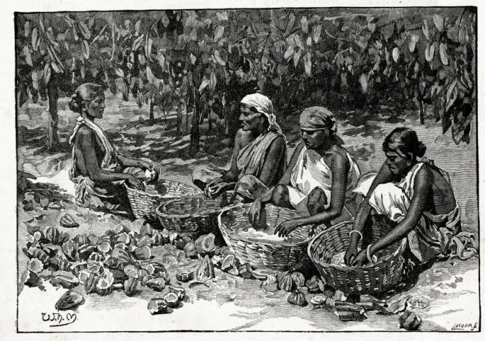 Framed Print : Frys Cocoa and Chocolate, Cocoa Plantation, Sri Lanka Framed Print : Frys Cocoa and Chocolate, Cocoa Plantation, Sri Lanka