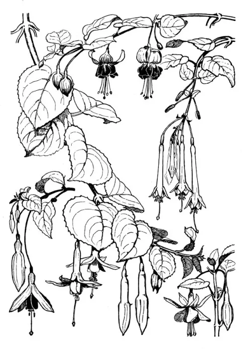 Framed Print : Fuchsia. Studies in plant form with suggestions for their application to design Framed Print : Fuchsia. Studies in plant form with suggestions for their application to design