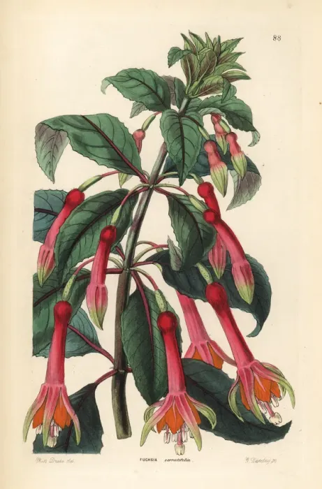 Framed Print : Fuchsia denticulata Framed Print : Fuchsia denticulata