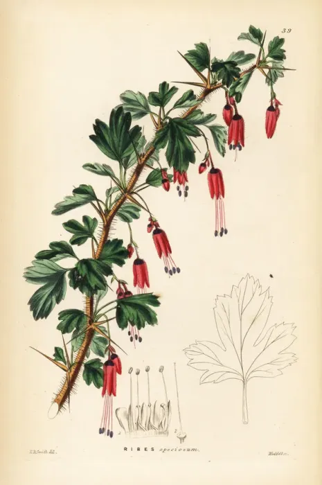 Framed Print : Fuchsia-flowered gooseberry, Ribes speciosum Framed Print : Fuchsia-flowered gooseberry, Ribes speciosum