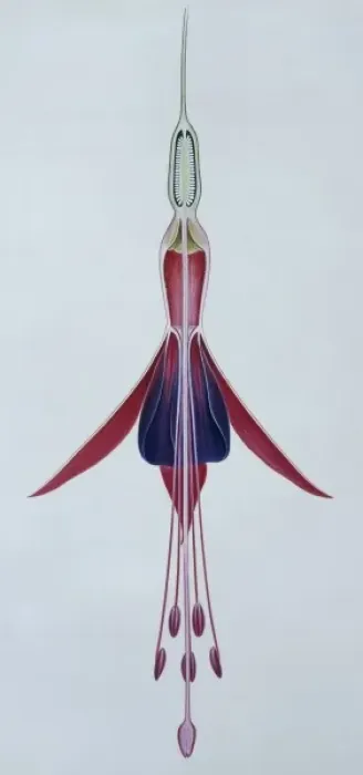 Framed Print : Fuchsia gracilis, hardy fuchsia Framed Print : Fuchsia gracilis, hardy fuchsia
