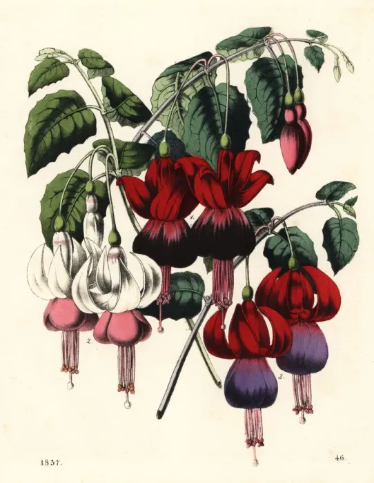 Framed Print : Fuchsia hybrid varieties Framed Print : Fuchsia hybrid varieties