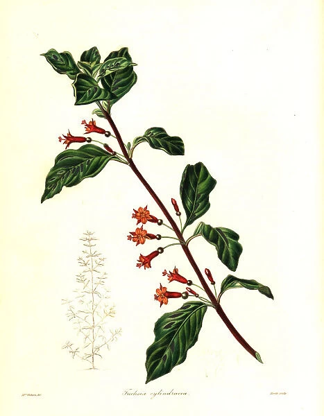 Fuchsia parviflora