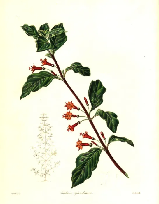 Framed Print : Fuchsia parviflora Framed Print : Fuchsia parviflora