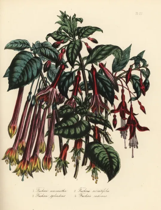 Framed Print : Fuchsia species Framed Print : Fuchsia species