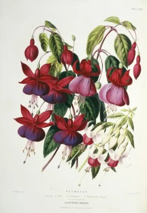 Framed Print : Fuchsias sp. Princess of Wales Framed Print : Fuchsias sp. Princess of Wales