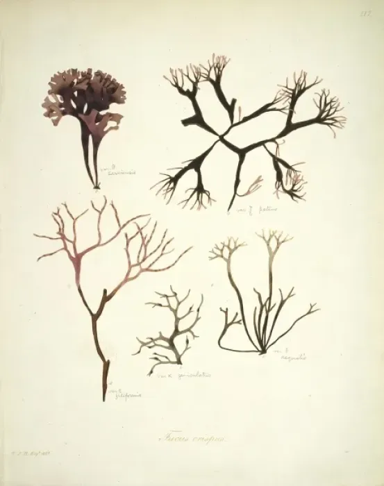 Framed Print : Fucus crispus, kelp Framed Print : Fucus crispus, kelp