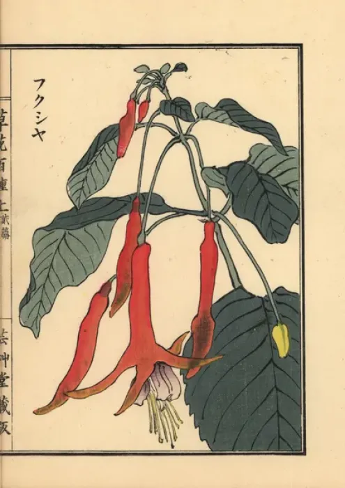 Framed Print : Fukusha or fuchsia, Fuchsia Framed Print : Fukusha or fuchsia, Fuchsia