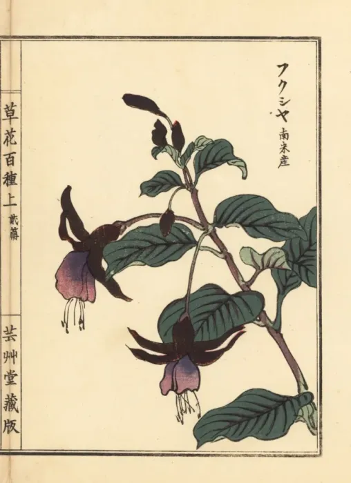 Framed Print : Fukusha, South American fuchsia species Framed Print : Fukusha, South American fuchsia species
