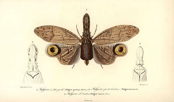Fulgora species, South American lantern fly