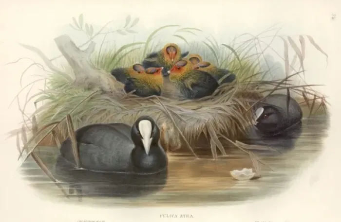 Framed Print : Fulica atra, common coot Framed Print : Fulica atra, common coot