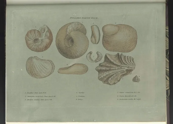 Framed Print : Fullers Earth fossils Framed Print : Fullers Earth fossils