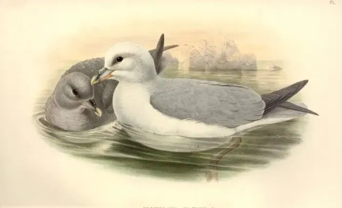 Framed Print : Fulmaris glacialis, northern fulmar Framed Print : Fulmaris glacialis, northern fulmar