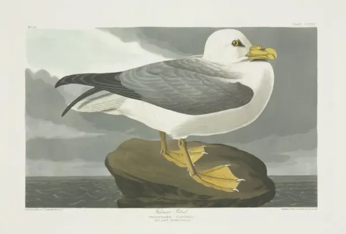 Framed Print : Fulmarus glacialis, northern fulmar Framed Print : Fulmarus glacialis, northern fulmar