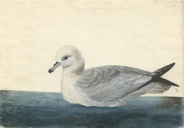 Framed Print : Fulmarus glacialoides, southern fulmar Framed Print : Fulmarus glacialoides, southern fulmar