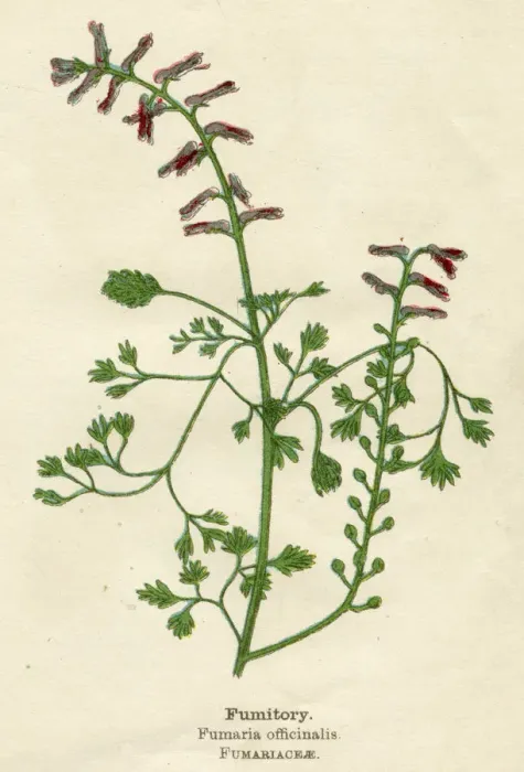 Framed Print : FUMARIA OFFICINALIS Framed Print : FUMARIA OFFICINALIS
