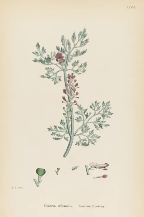 Framed Print : Fumaria Officinalis Framed Print : Fumaria Officinalis