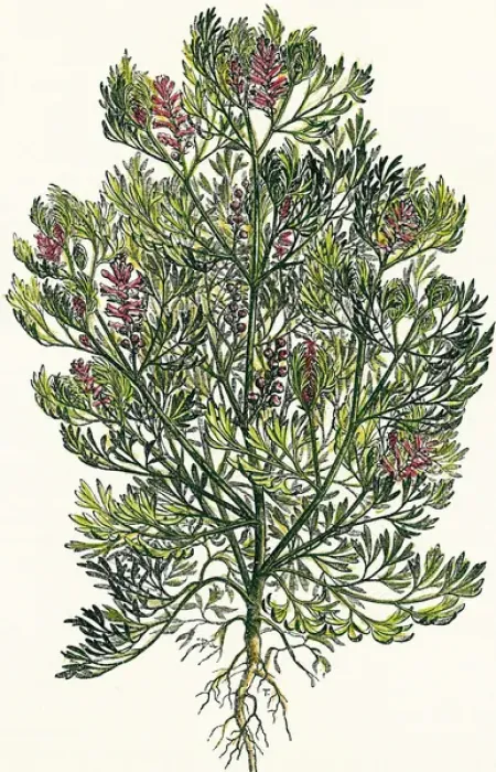 Framed Print : Fumaria officinalis. Colored engraving Framed Print : Fumaria officinalis. Colored engraving
