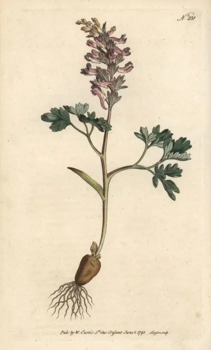 Framed Print : Fumewort, Corydalis solida