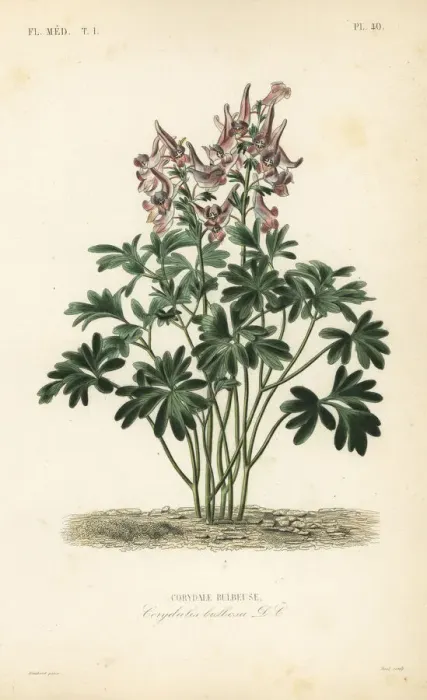 Framed Print : Fumewort, Corydalis solida Framed Print : Fumewort, Corydalis solida