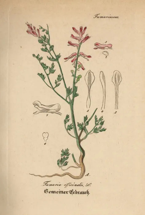 Framed Print : Fumitory, Fumaria officinalis Framed Print : Fumitory, Fumaria officinalis