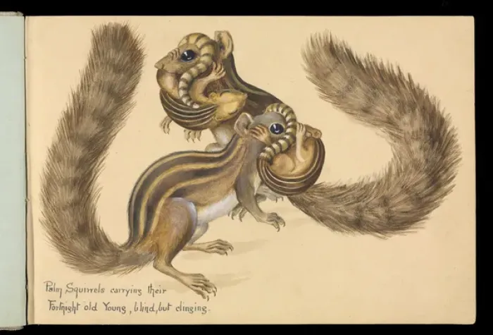 Framed Print : Funambulus sp. ; Palm squirrels carrying young Framed Print : Funambulus sp. ; Palm squirrels carrying young