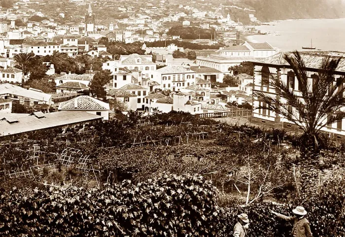 Framed Print : Funchal, Madeira Framed Print : Funchal, Madeira