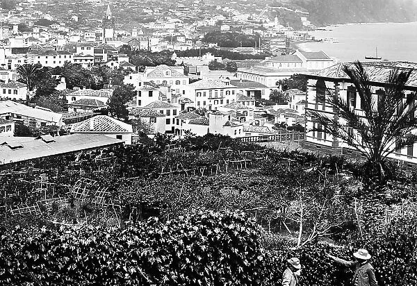 Funchal, Madeira, Victorian period