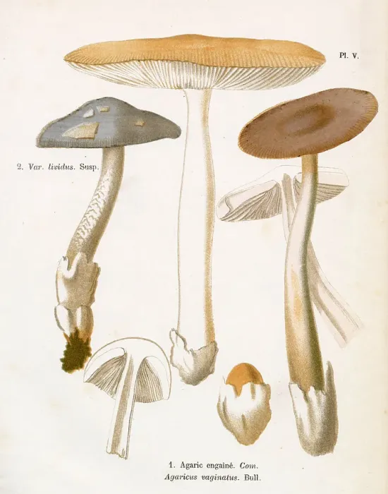Framed Print : Funghi. AGARICUS VAGINATUS (edible). Date: 1876 Framed Print : Funghi. AGARICUS VAGINATUS (edible). Date: 1876