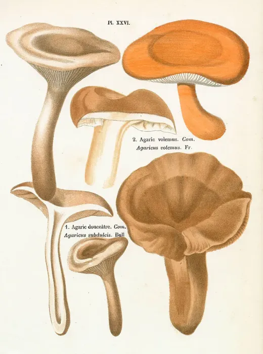 Framed Print : Funghi. AGARICUS VOLEMUS AGARICUS SUBDULCIS (edible). Date: 1876 Framed Print : Funghi. AGARICUS VOLEMUS AGARICUS SUBDULCIS (edible). Date: 1876