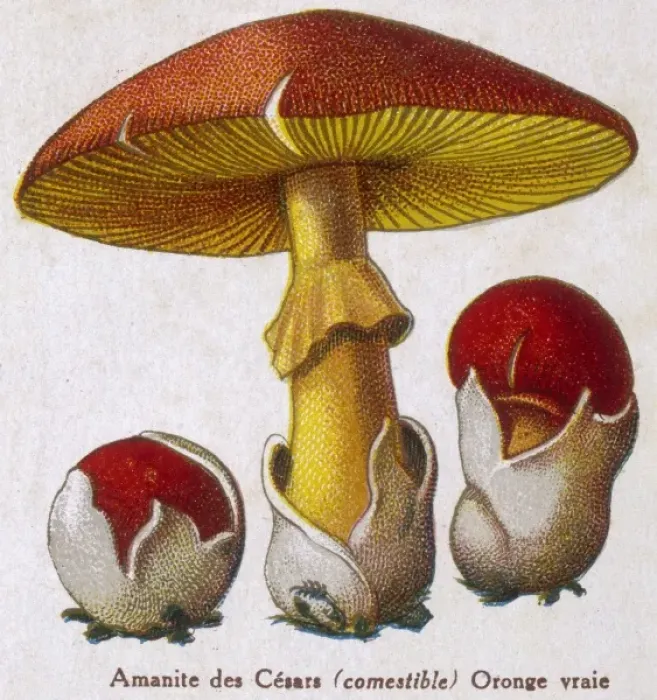 Framed Print : Funghi / Amanite Caesar Framed Print : Funghi / Amanite Caesar